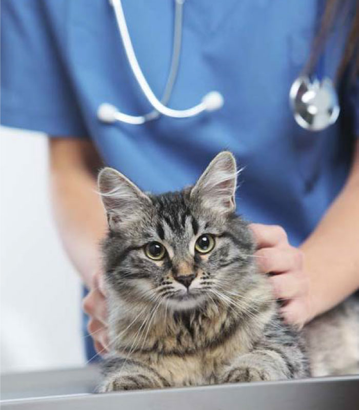 VetCare-box